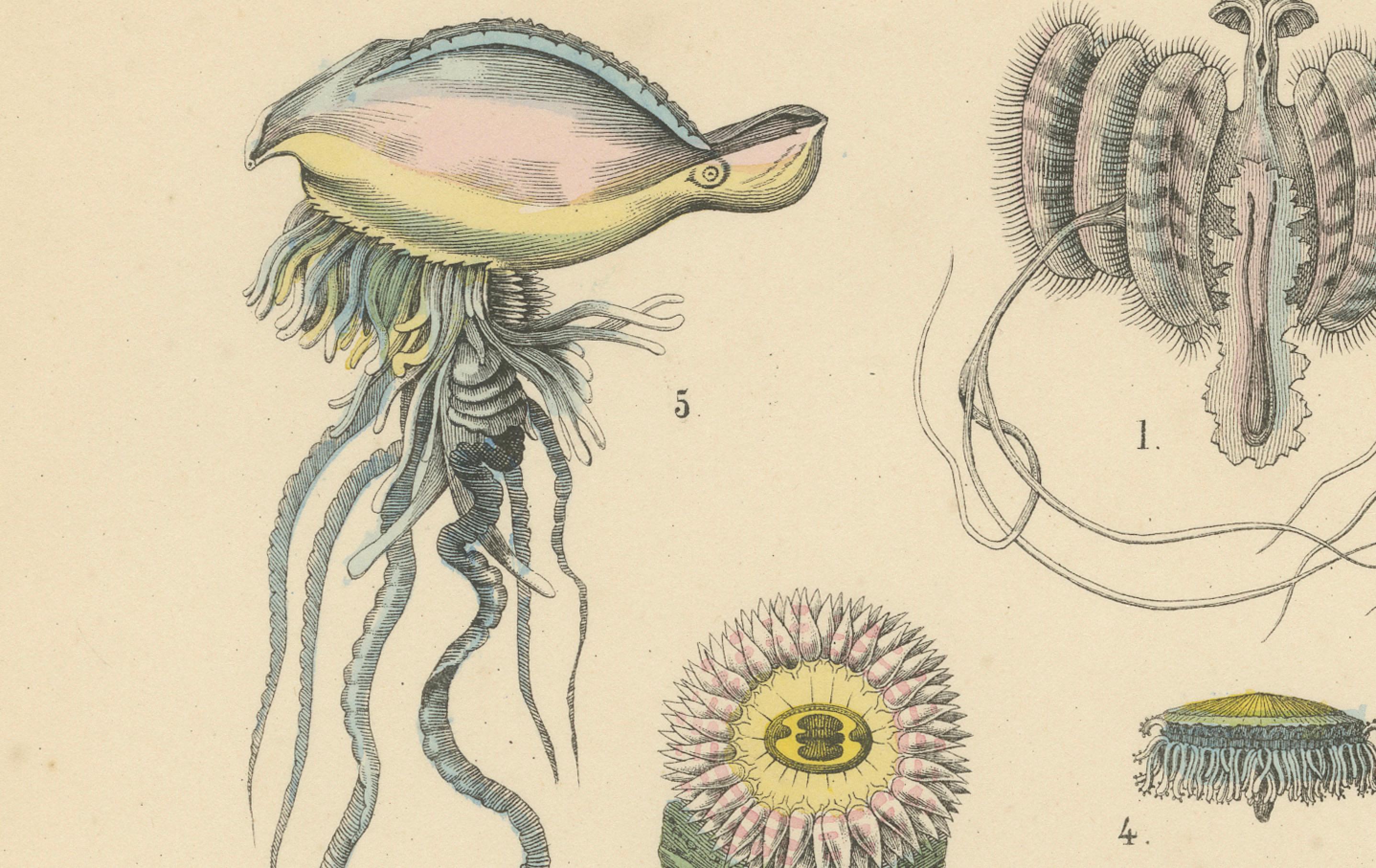 Korallen & Quallen Druck: Medusa, Anemone, Korallen, Ctenophoren - Antik 1867 im Angebot 1