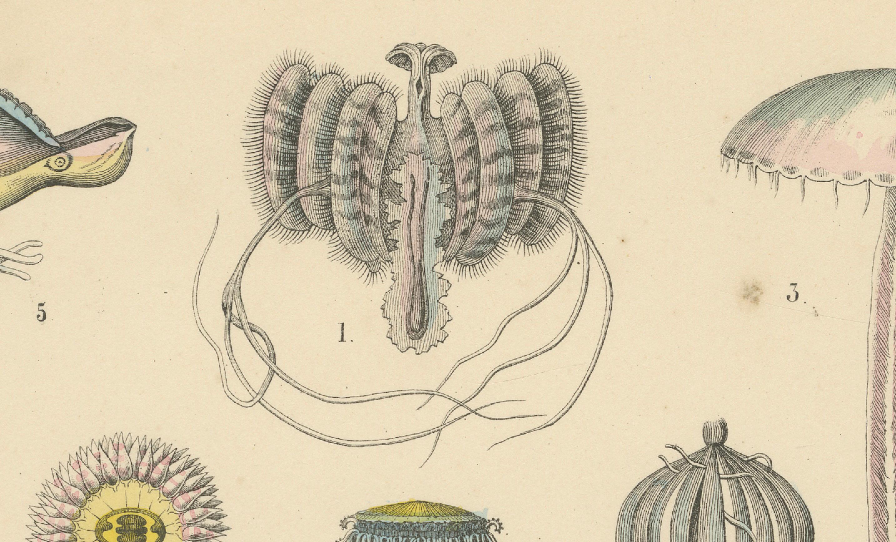 Korallen & Quallen Druck: Medusa, Anemone, Korallen, Ctenophoren - Antik 1867 im Angebot 2