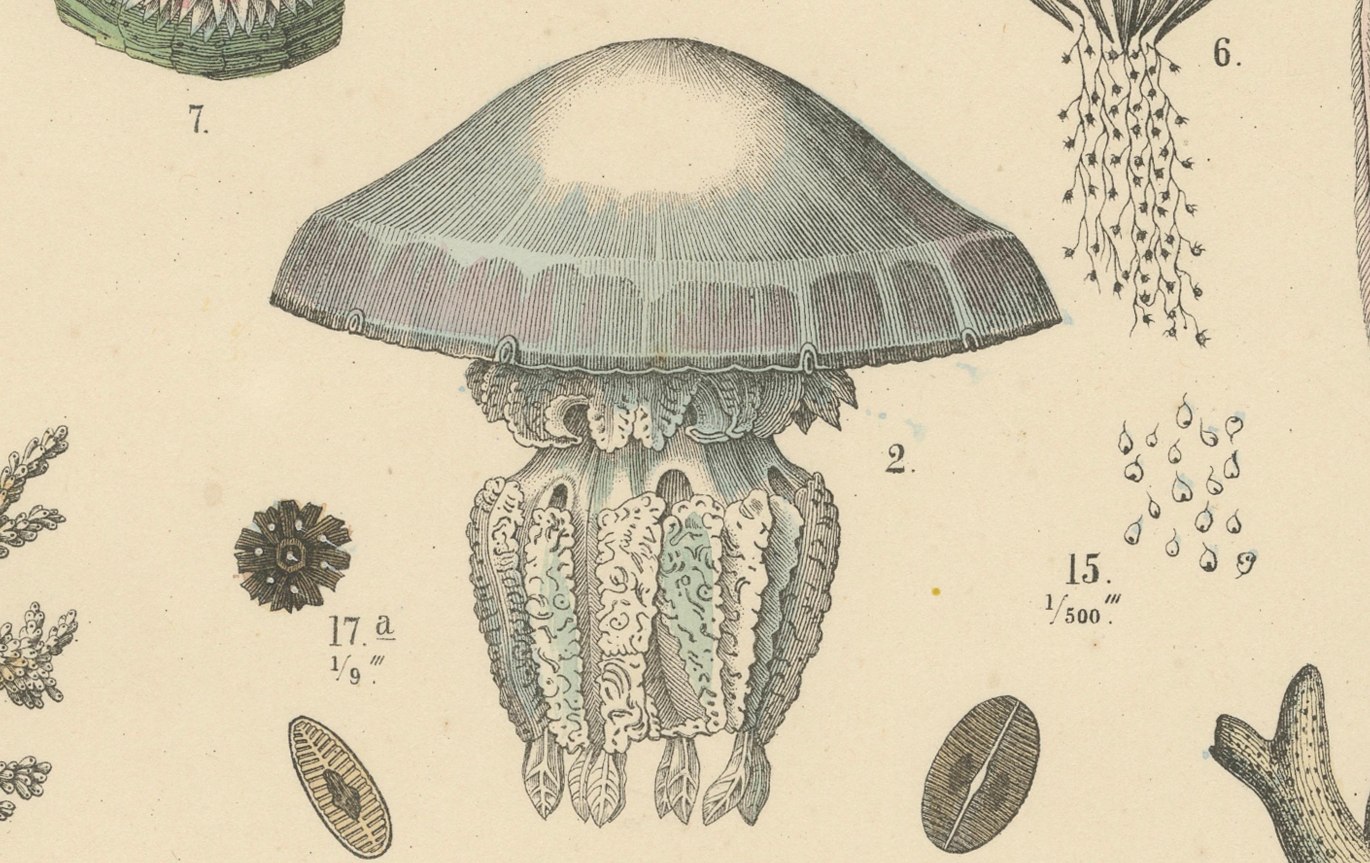 Korallen & Quallen Druck: Medusa, Anemone, Korallen, Ctenophoren - Antik 1867 im Angebot 3