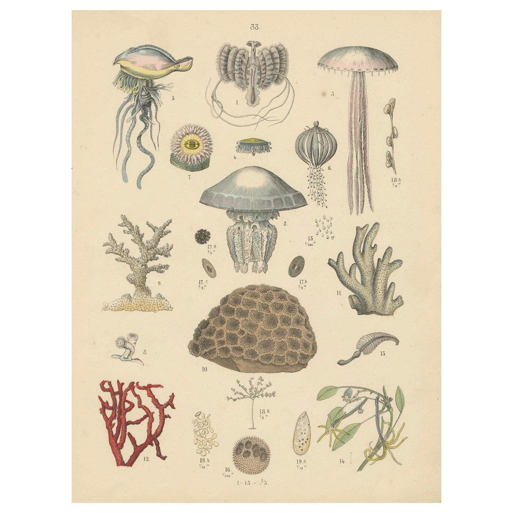 Korallen & Quallen Druck: Medusa, Anemone, Korallen, Ctenophoren - Antik 1867