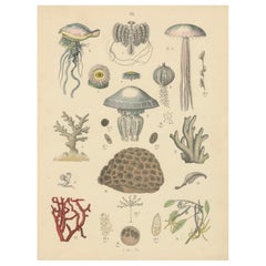 Korallen & Quallen Druck: Medusa, Anemone, Korallen, Ctenophoren - Antik 1867