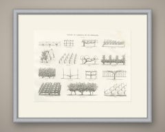 Cordon and Trellis Vines, Antique French Viticulture Print, 1873