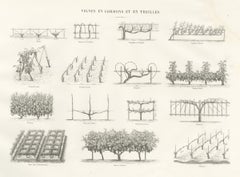 Cordon and Trellis Vines, Antique French Viticulture Print, 1873