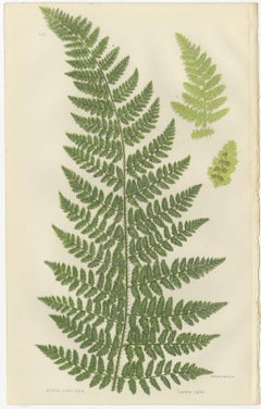 Corn Horsetail, Rough Horsetail and Marsh Horsetail – Botanical Triptych, 1873
