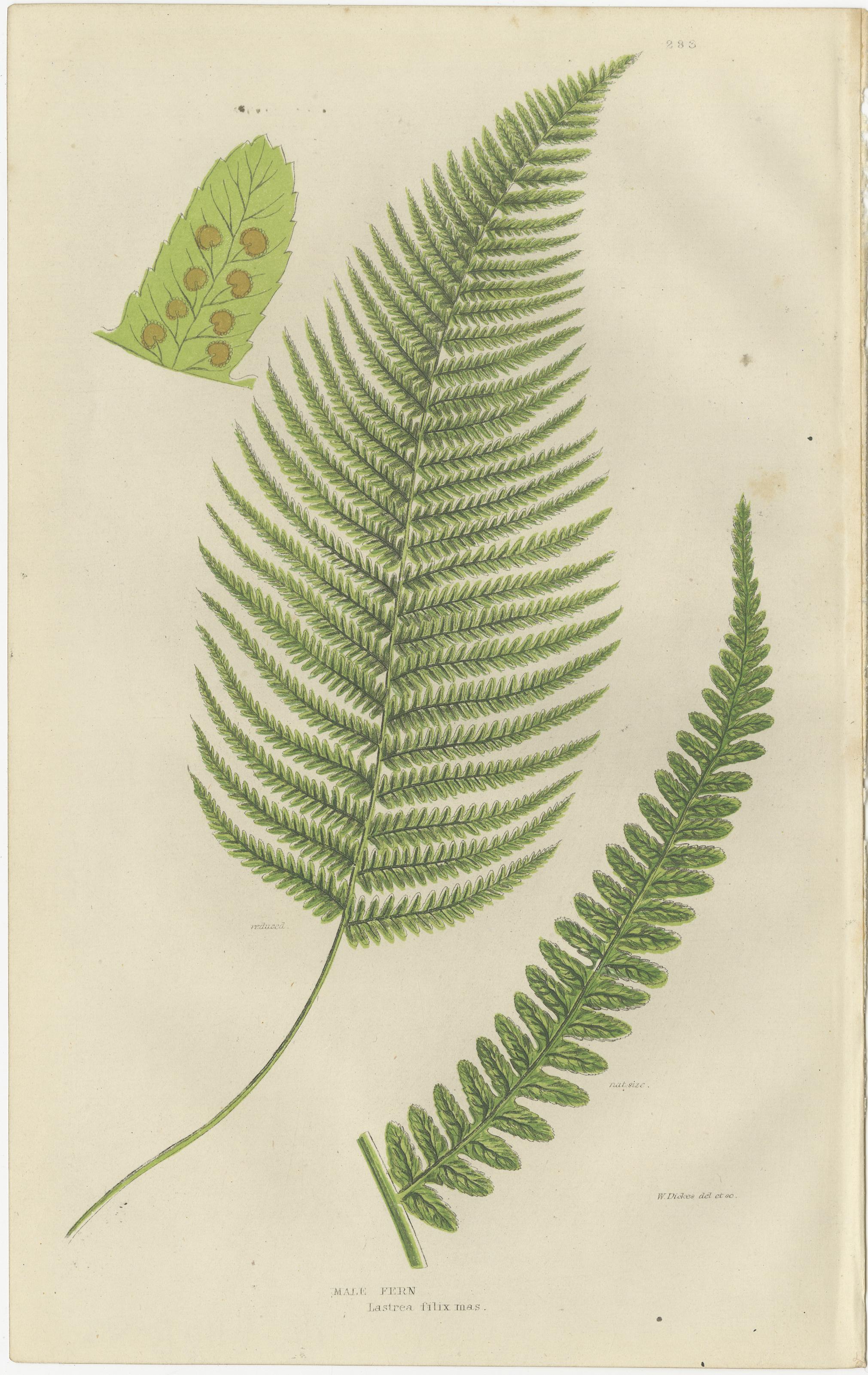 Corn Horsetail, Rough Horsetail and Marsh Horsetail – Botanical Triptych, 1873