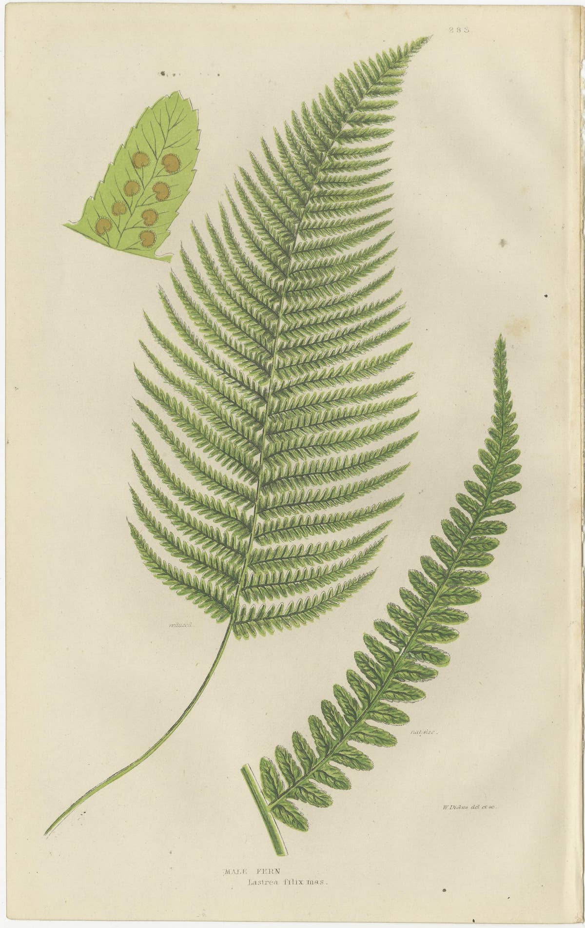 Corn Horsetail, Rough Horsetail and Marsh Horsetail – Botanical Triptych, 1873