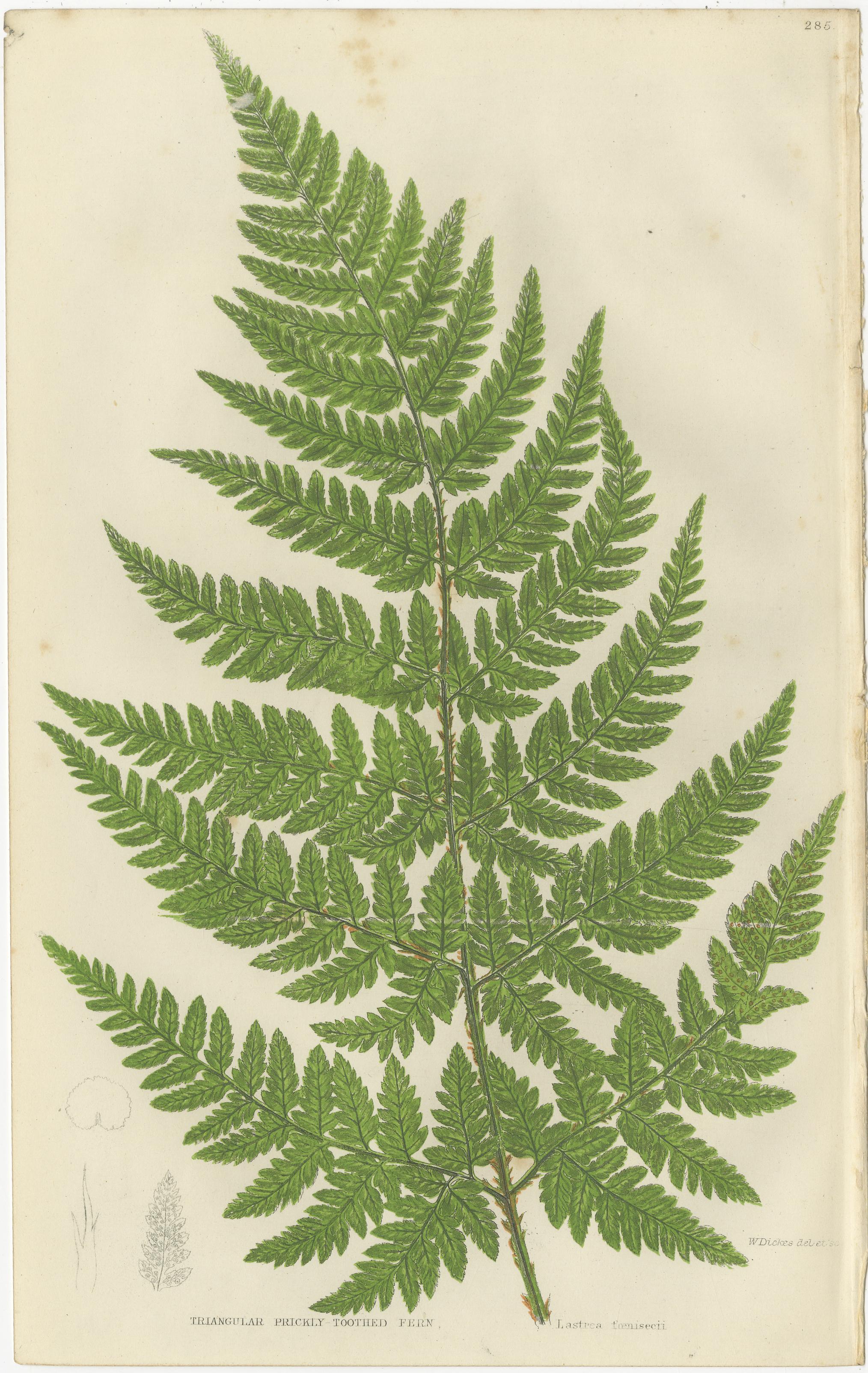 Corn Horsetail, Rough Horsetail and Marsh Horsetail – Botanical Triptych, 1873