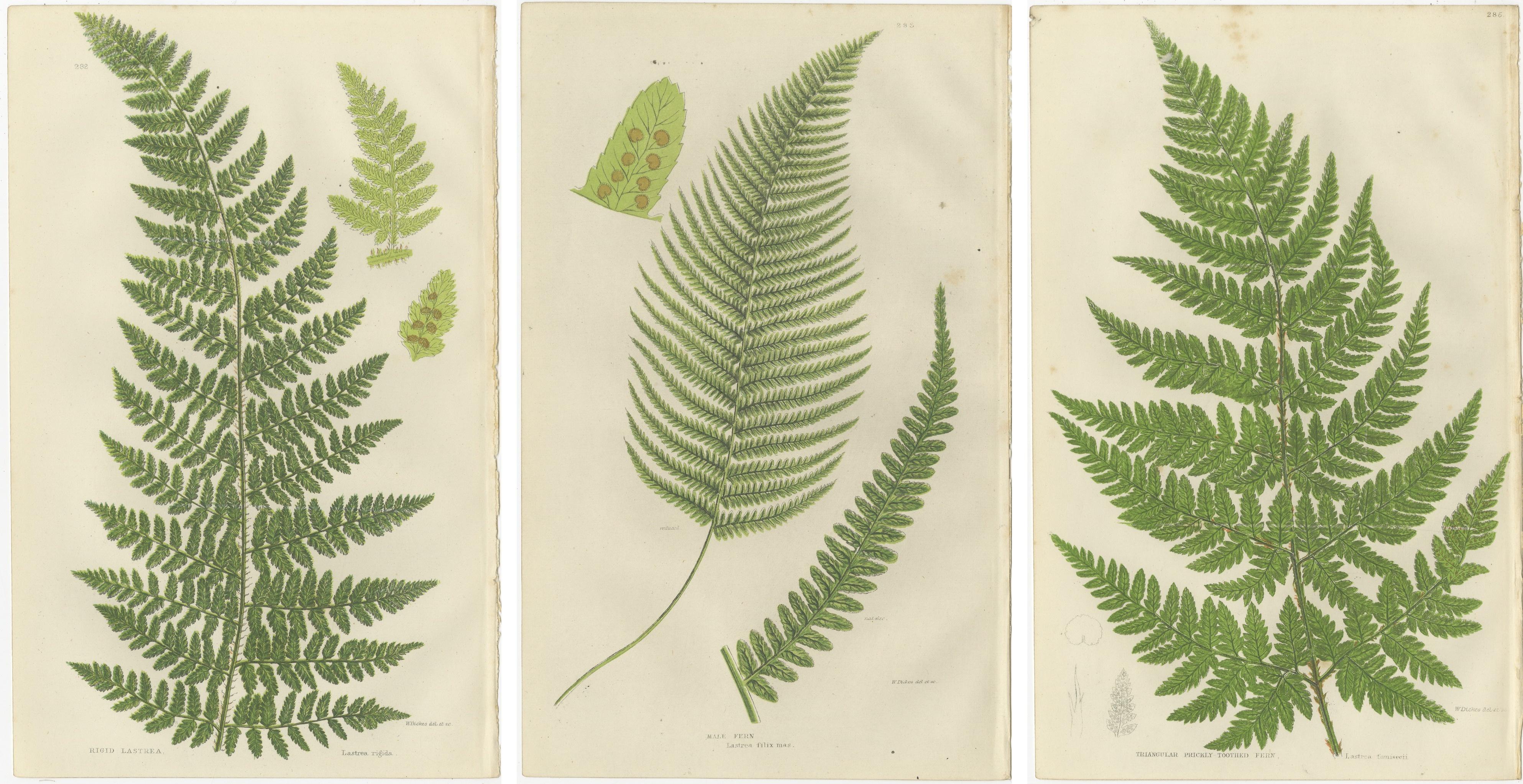 Corn Horsetail, Rough Horsetail and Marsh Horsetail – Botanical Triptych, 1873