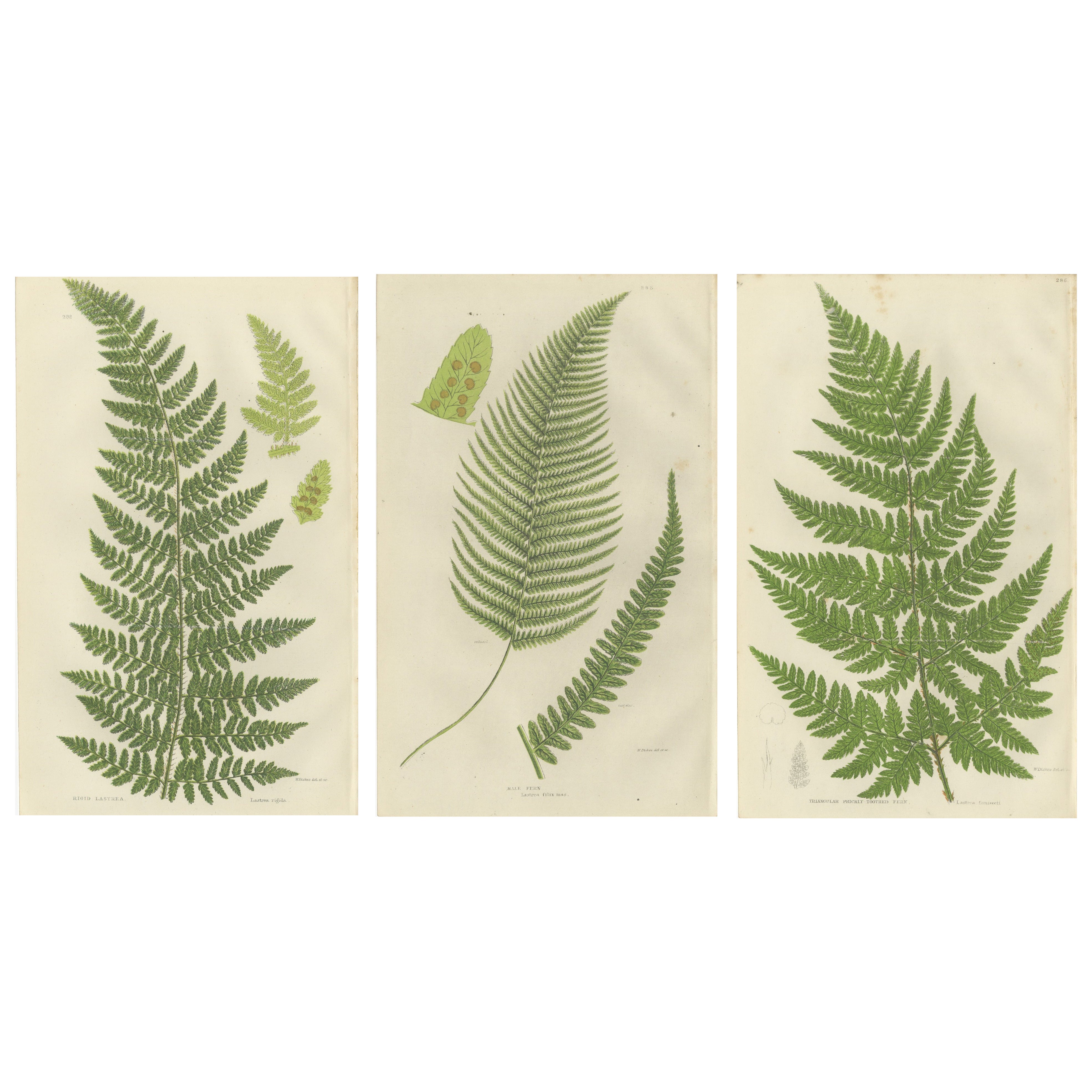 Corn Horsetail, Rough Horsetail and Marsh Horsetail – Botanical Triptych, 1873