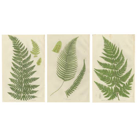 Corn Horsetail, Rough Horsetail and Marsh Horsetail – Botanical Triptych, 1873