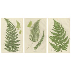 Corn Horsetail, Rough Horsetail and Marsh Horsetail – Botanical Triptych, 1873