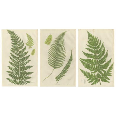 Corn Horsetail, Rough Horsetail and Marsh Horsetail, Botanical Triptych, 1873