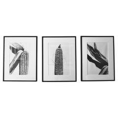 "Corn" set of three Gelatin silver prints by Christophe von Hohenberg