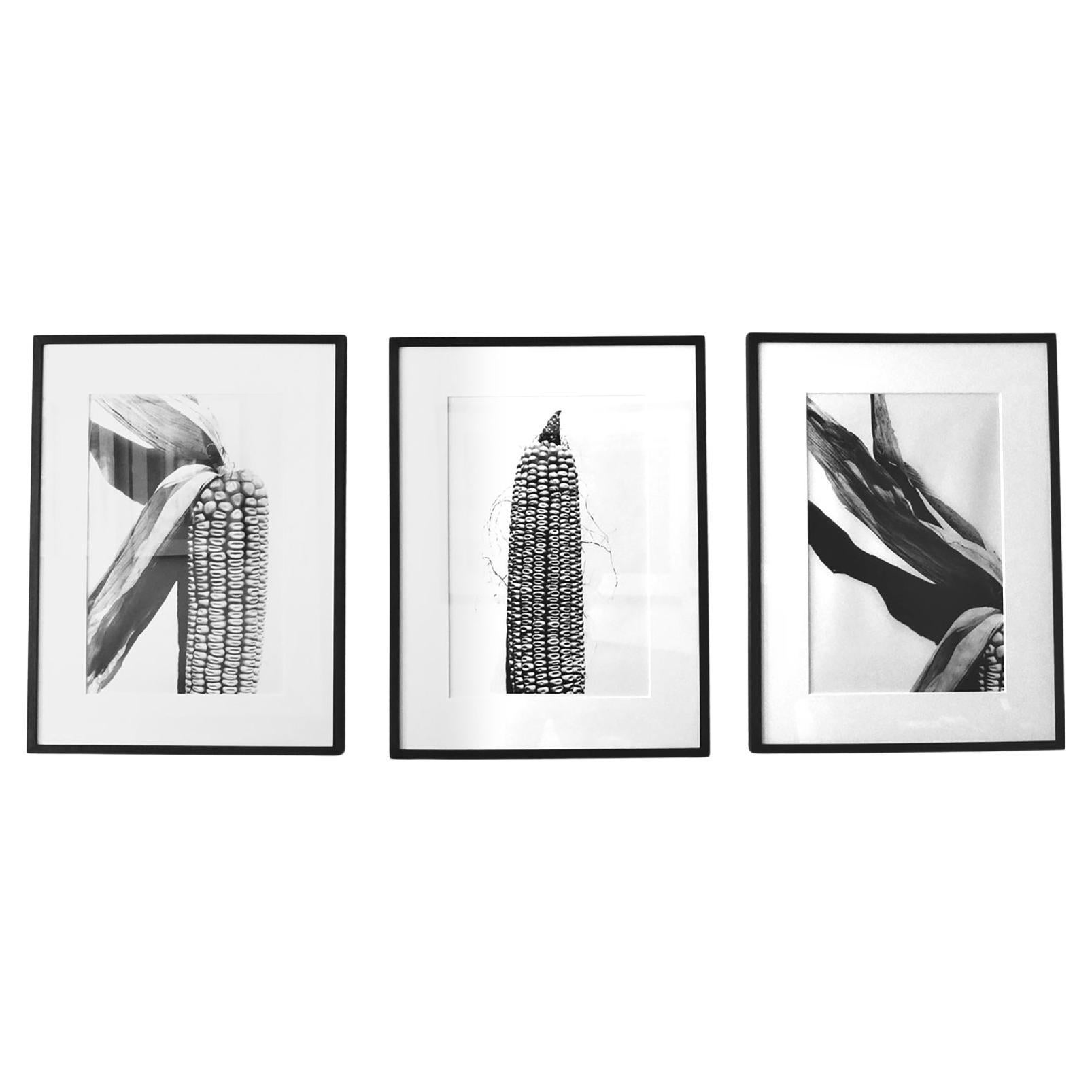 "Corn" set of three Gelatin silver prints by Christophe von Hohenberg For Sale