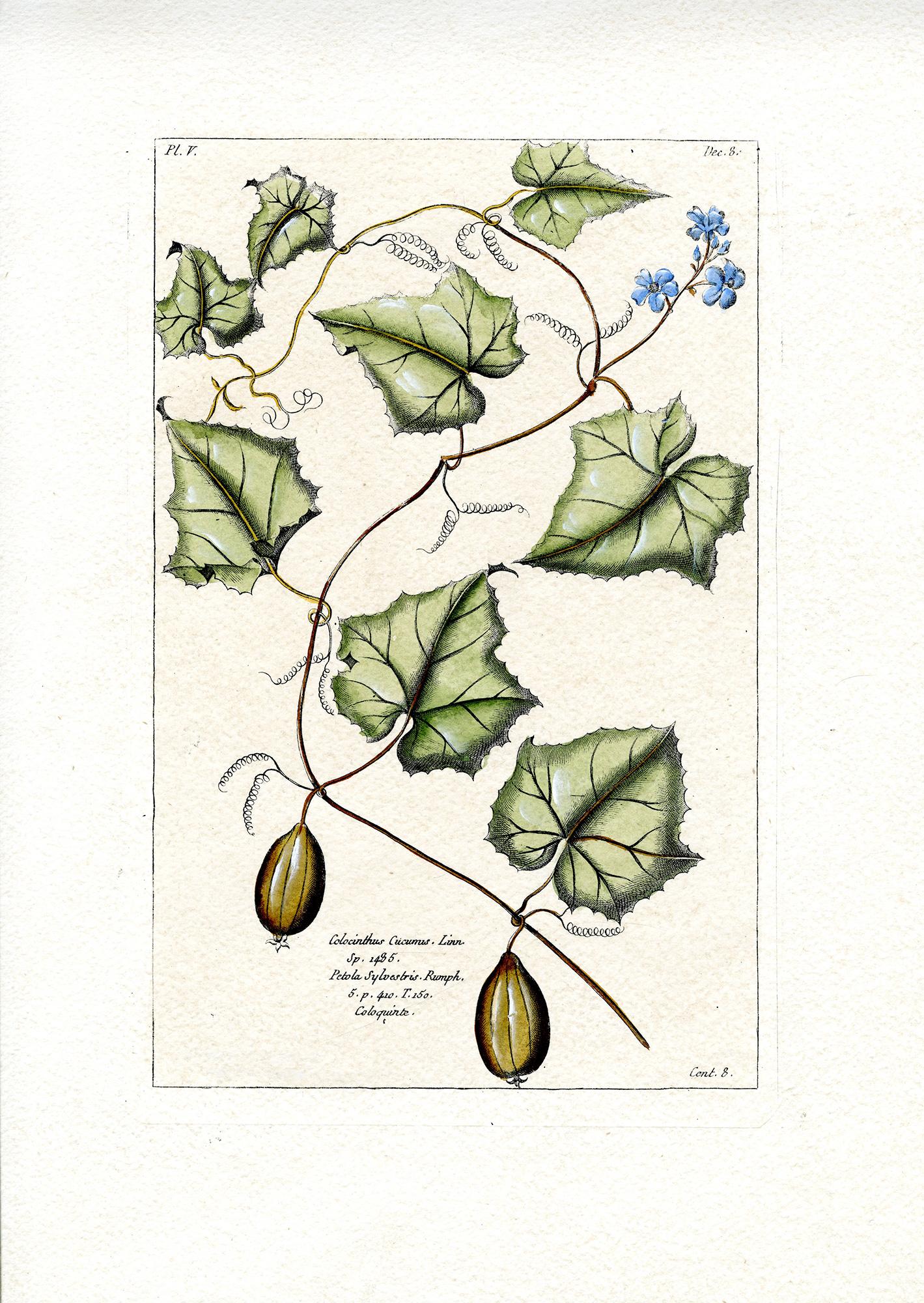 Zwei botanische Drucke nach Cornelisi Bloemaert und Vincenzo Leonardi (Französische Schule), Print, von Cornelis Bloemaert
