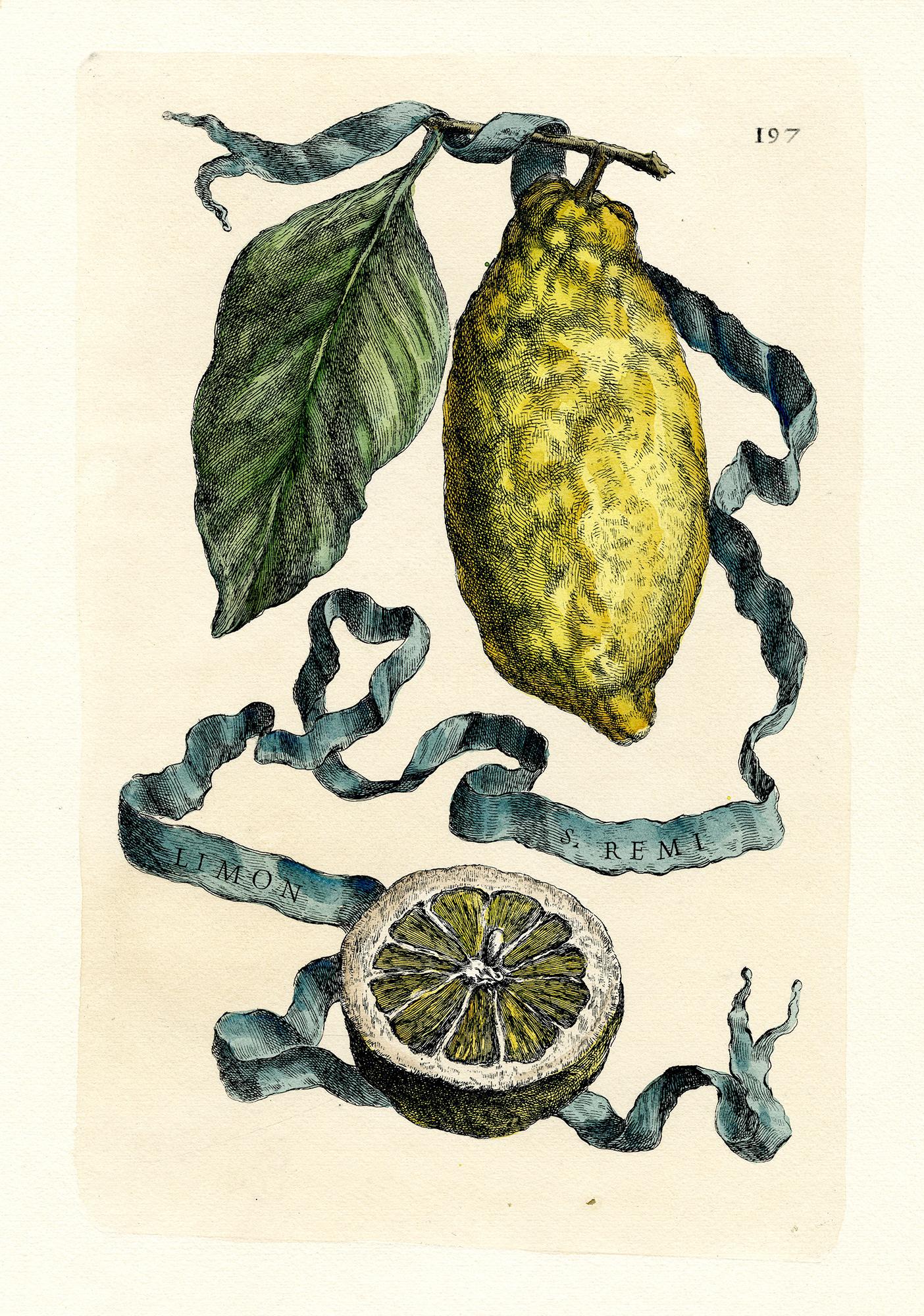 Zwei botanische Drucke nach Cornelisi Bloemaert und Vincenzo Leonardi (Weiß), Figurative Print, von Cornelis Bloemaert