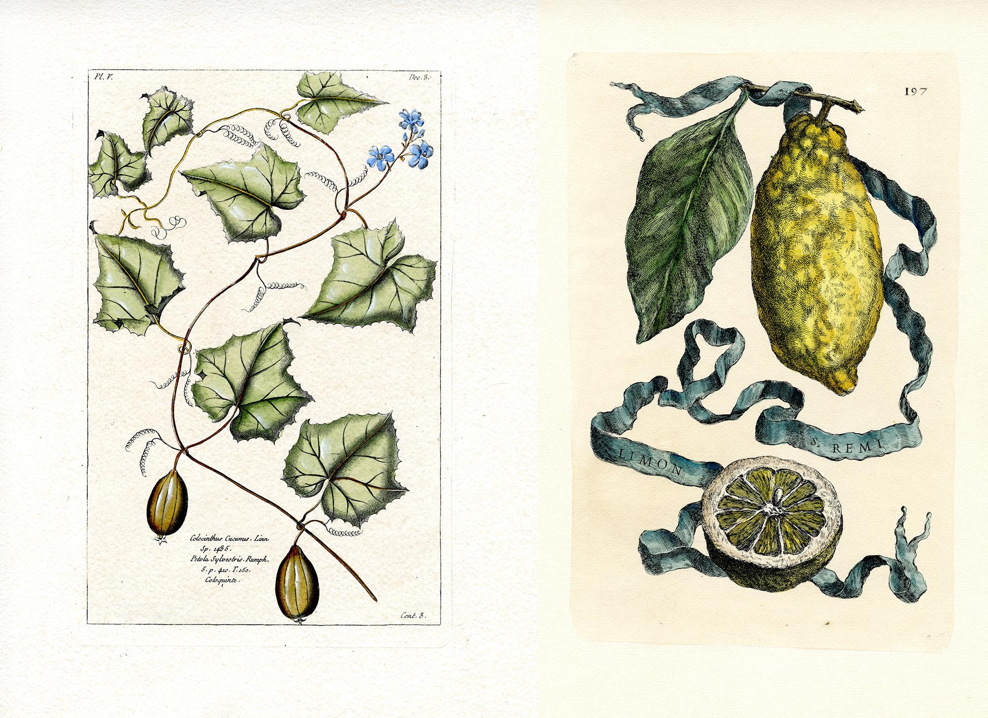 Dos grabados botánicos según Cornelisi Bloemaert y Vincenzo Leonardi