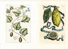 Dos grabados botánicos según Cornelisi Bloemaert y Vincenzo Leonardi