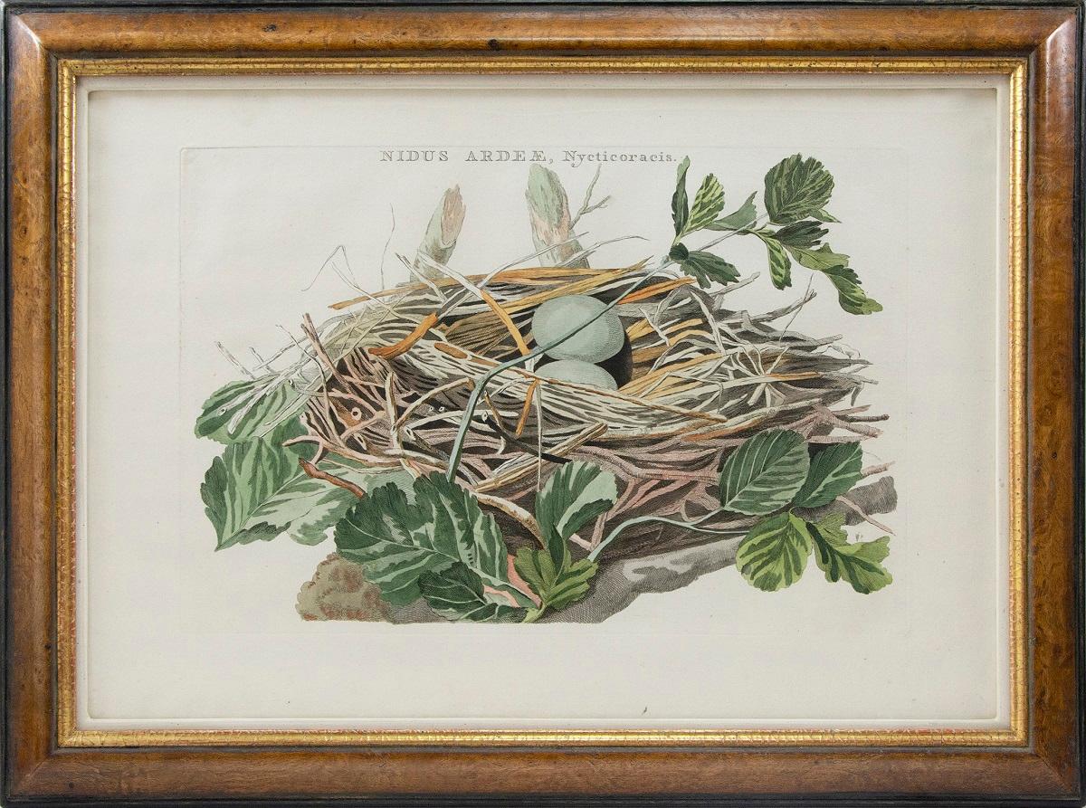 Gruppe von vier eingravierten und handkolorierten Vögeln, Nests. – Print von Cornelis Nozeman and Jan Christiaan Sepp