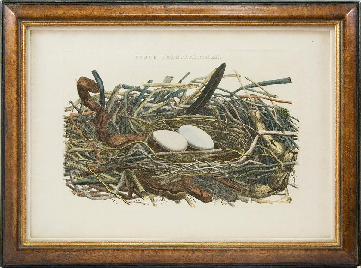 Groupe de quatre nids d'oiseaux gravés et colorés à la main. - Naturalisme Print par Cornelis Nozeman and Jan Christiaan Sepp