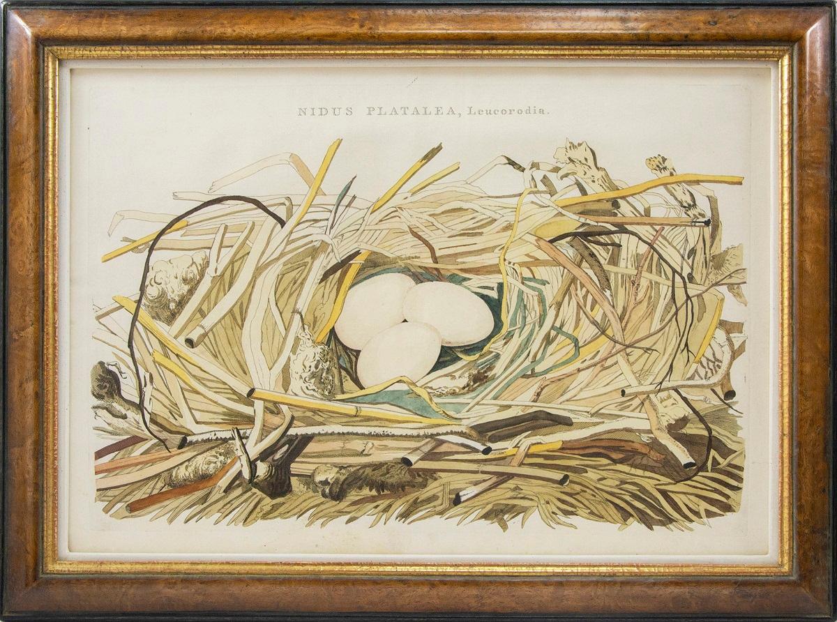 Gruppe von vier eingravierten und handkolorierten Vögeln, Nests. (Beige), Animal Print, von Cornelis Nozeman and Jan Christiaan Sepp