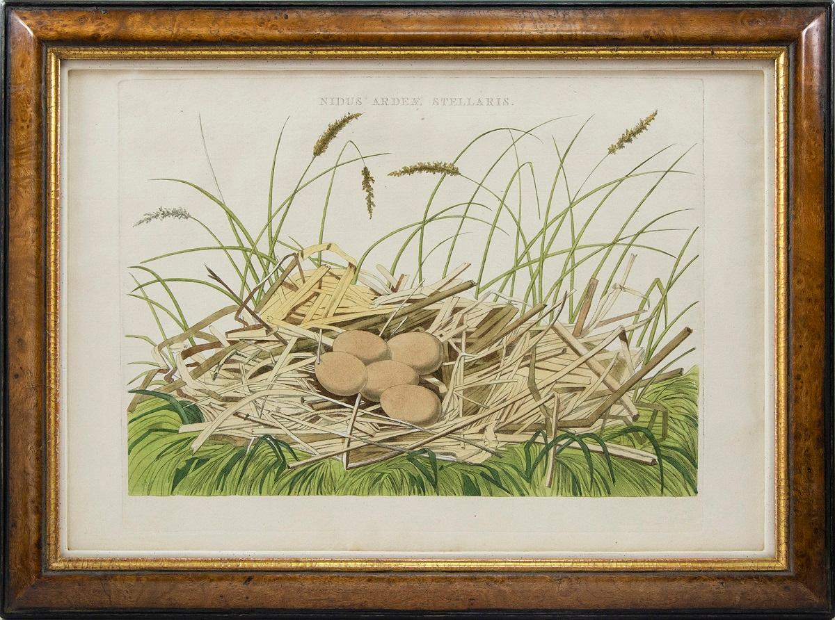 Animal Print Cornelis Nozeman and Jan Christiaan Sepp - Groupe de quatre nids d'oiseaux gravés et colorés à la main.