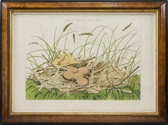A Group of Four engraved and hand-coloured Birds Nests.