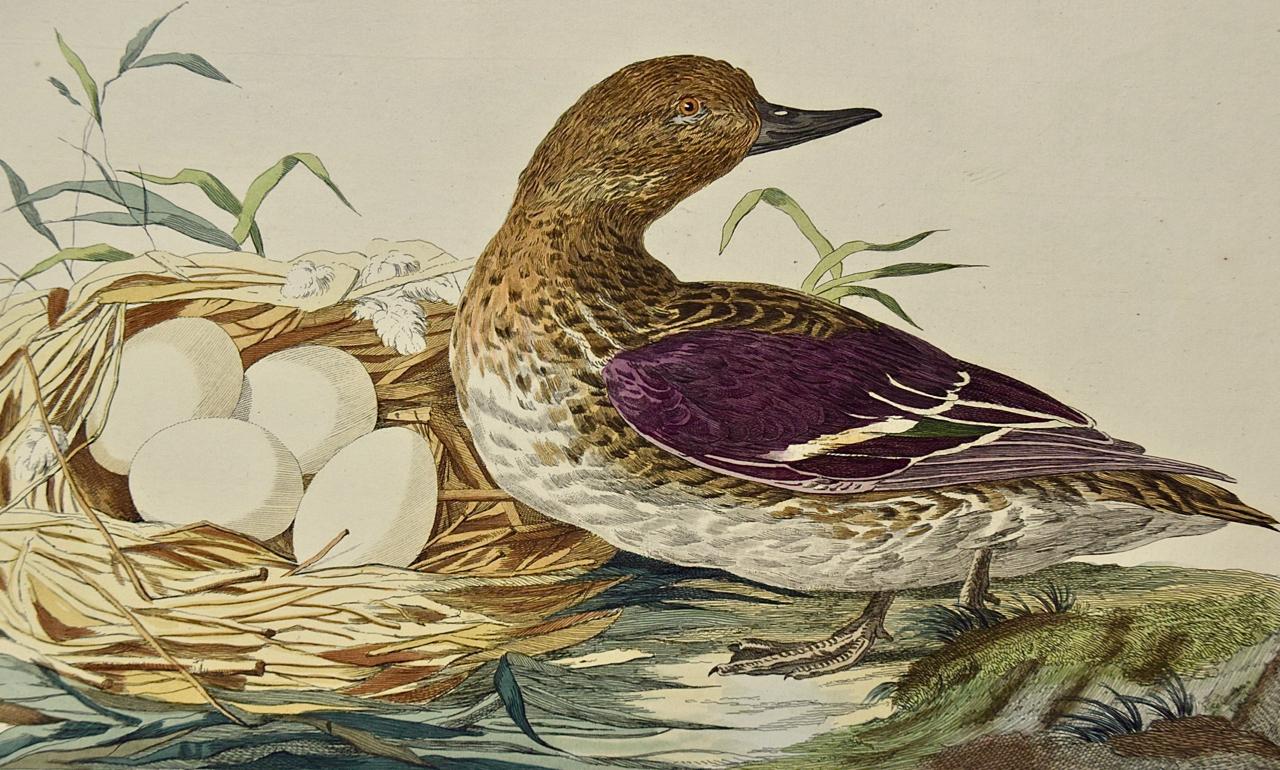 Eurasian Teal Duck: An 18th Century Hand-colored Nozeman Engraving 