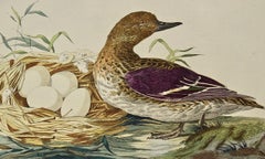 Eurasian Teal Duck: An 18th Century Hand-colored Nozeman Engraving "Anas Crecca"