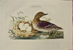 Peu de canard équatorien : gravure de Nozeman du 18e siècle colorée à la main « Anas Crecca »