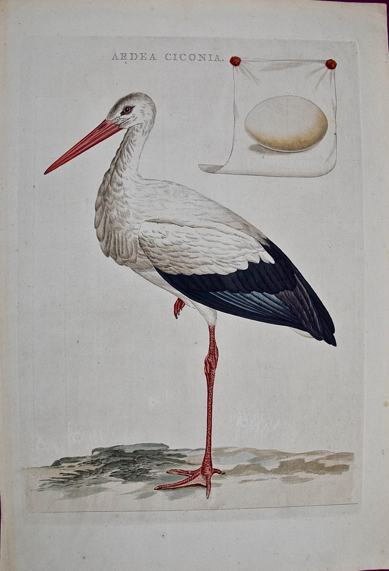 Cigüeña Blanca "Ardea Ciconia": Un grabado coloreado a mano del siglo XVIII por Nozeman