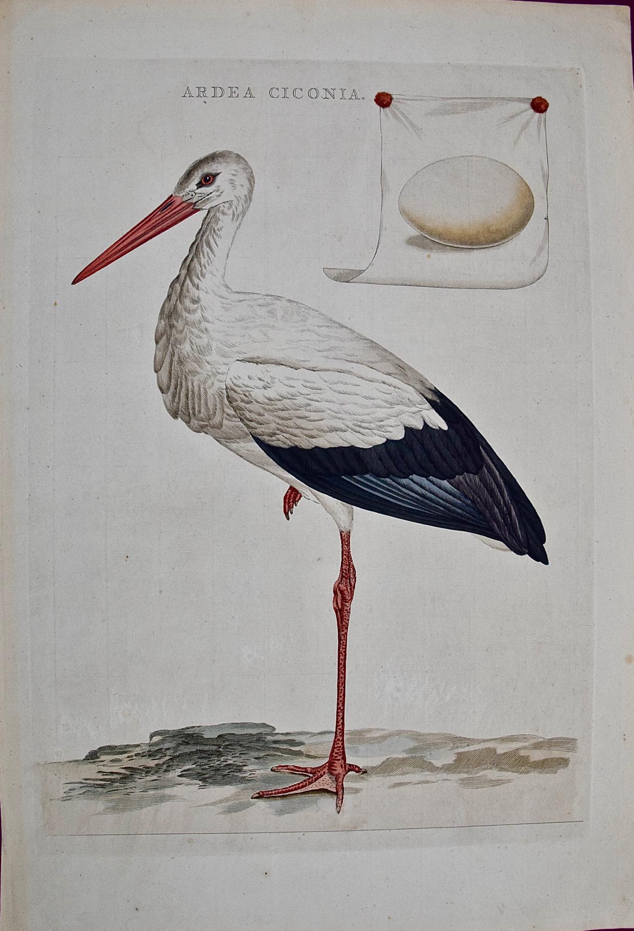 Cigogne blanche ""Ardea Ciconia"" : Gravure du 18e siècle colorée à la main par Nozeman.