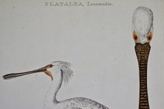 Spoonbill "Platalea leucorodia": An 18th Century Hand-colored Nozeman Engraving