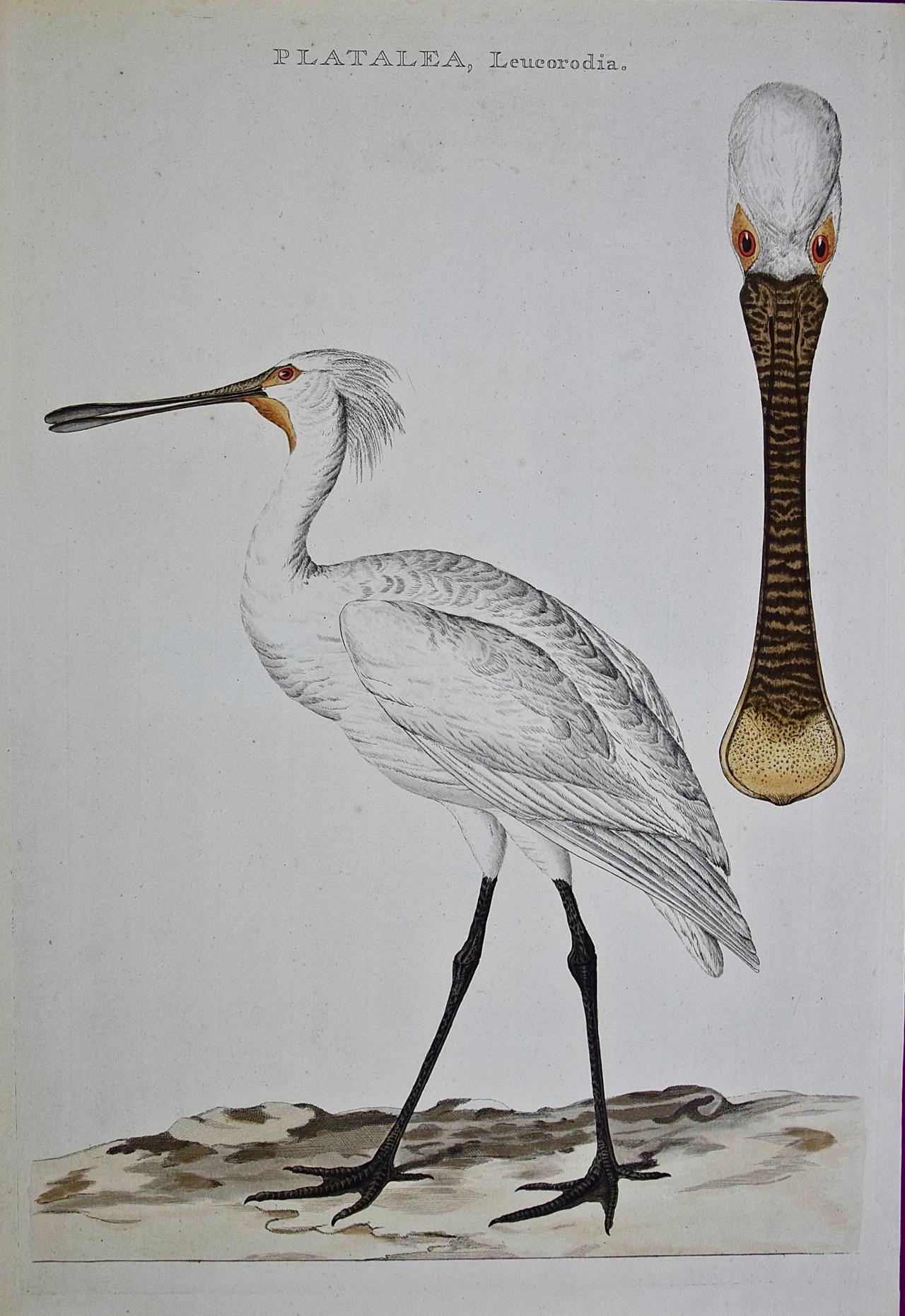 Espátula "Platalea leucorodia": Un grabado Nozeman coloreado a mano del siglo XVIII