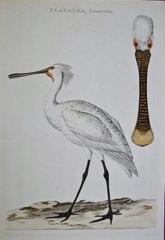 Spatule " Platalea leucorodia " : Gravure Nozeman colorée à la main du 18ème siècle