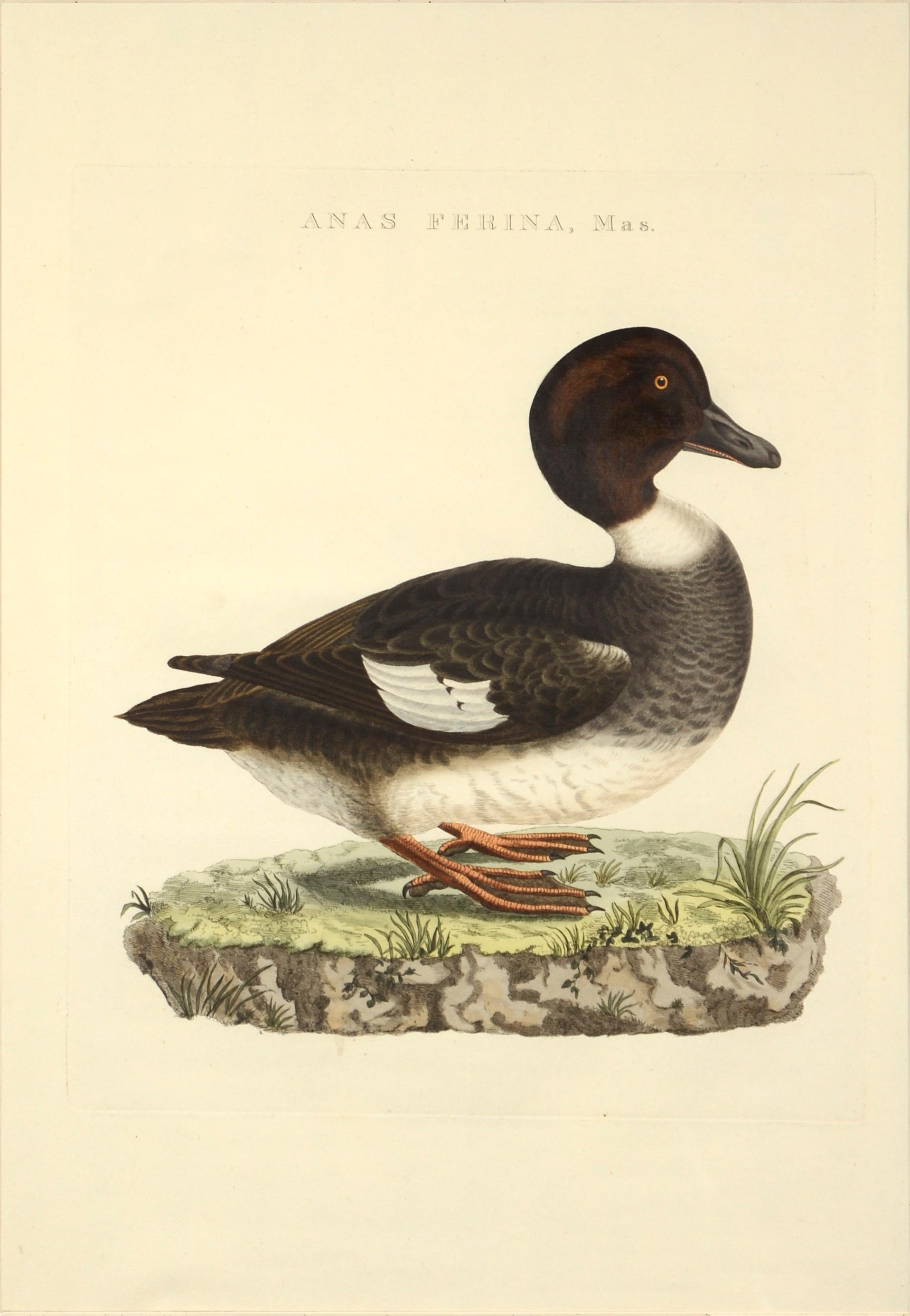 NOZEMAN & SEPP. Una coppia di anatre - Print di Cornelius NOZEMAN