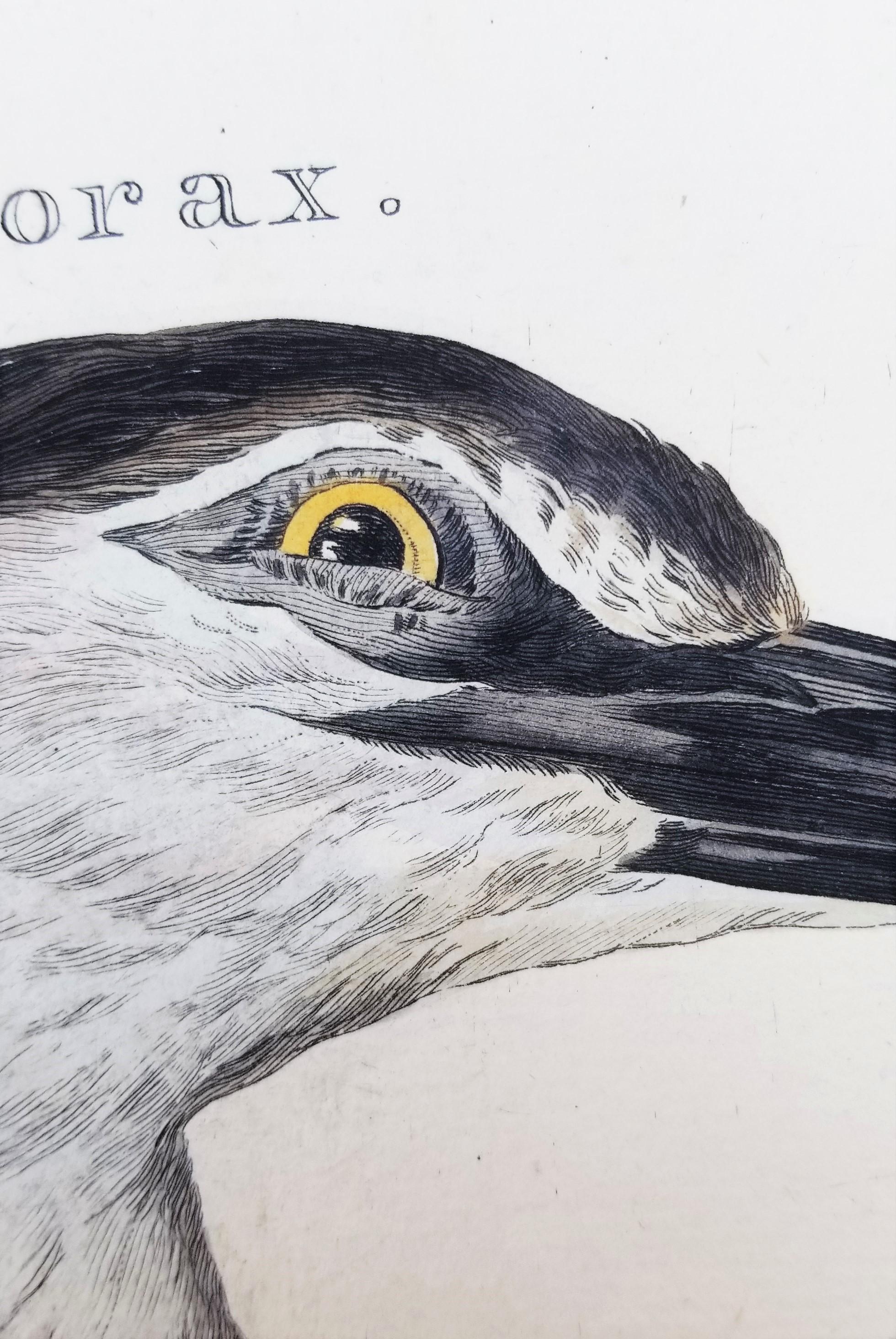 Ardea, Nycticorax (Garza Real) /// Ornitología Holandesa Ave Animal en venta 5