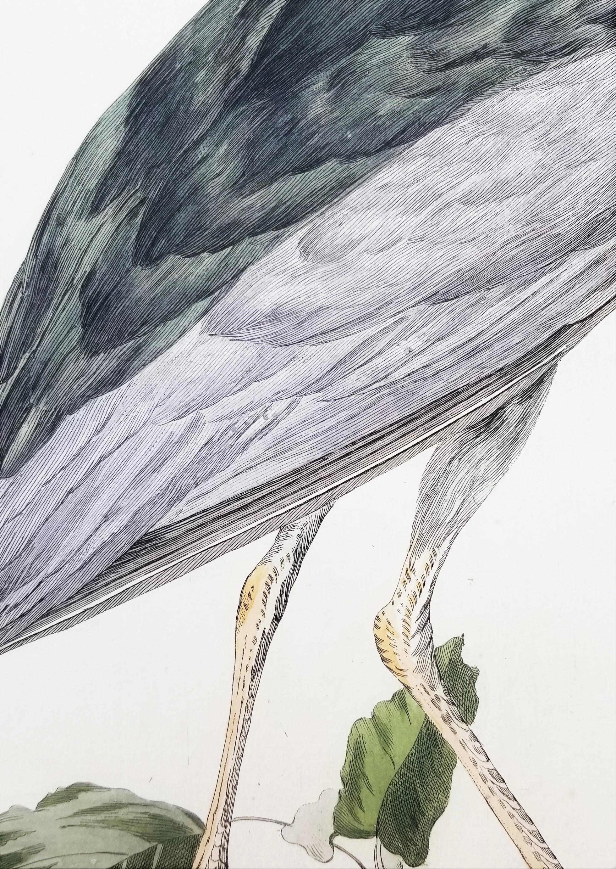 Ardea, Nycticorax (Garza Real) /// Ornitología Holandesa Ave Animal en venta 6