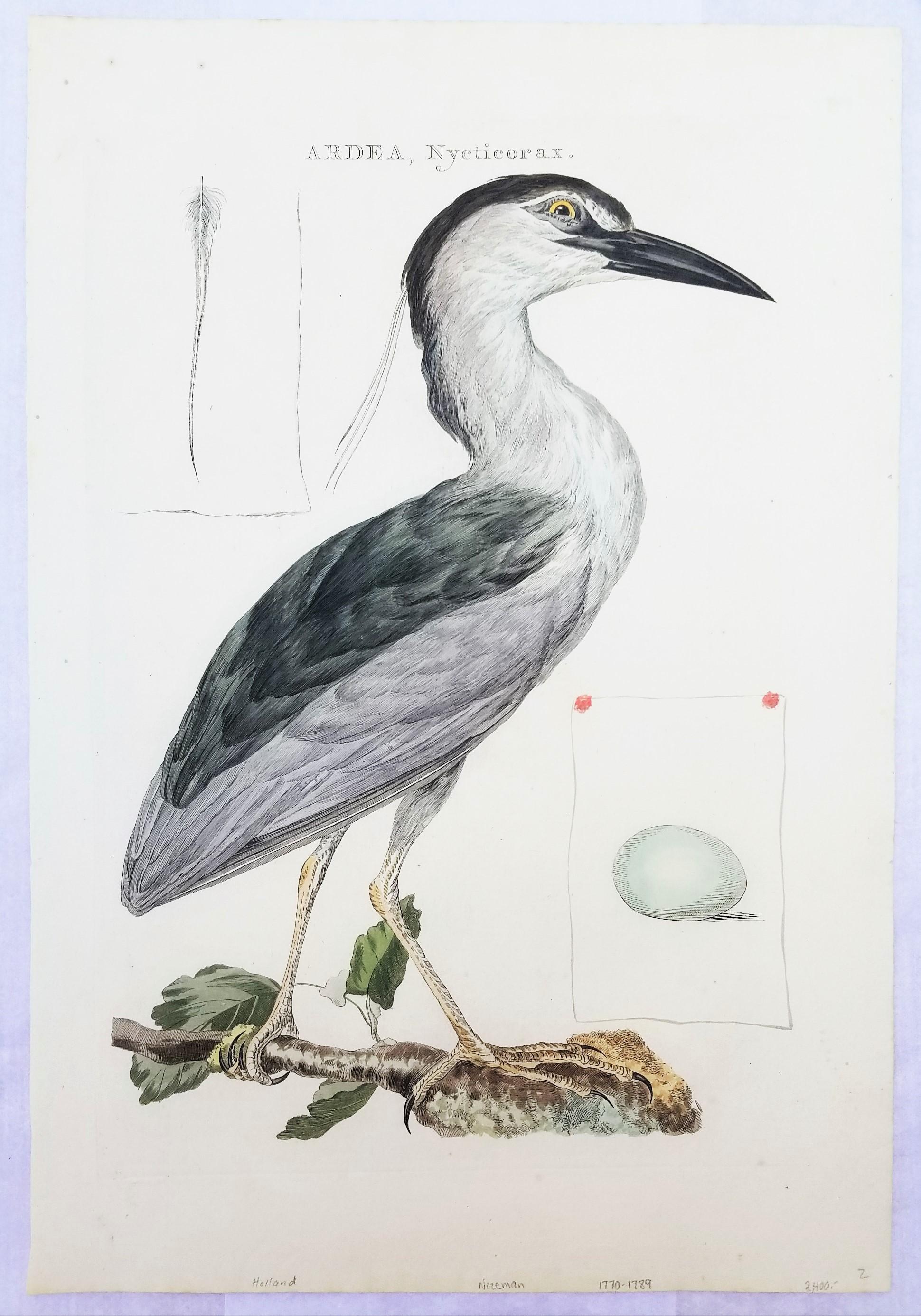 Ardea, Nycticorax (Garza Real) /// Ornitología Holandesa Ave Animal - Print de Cornelius NOZEMAN