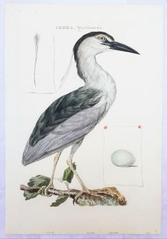 Ardea, Nycticorax (Black-crowned Night Heron) /// Dutch Ornithology Bird Animal