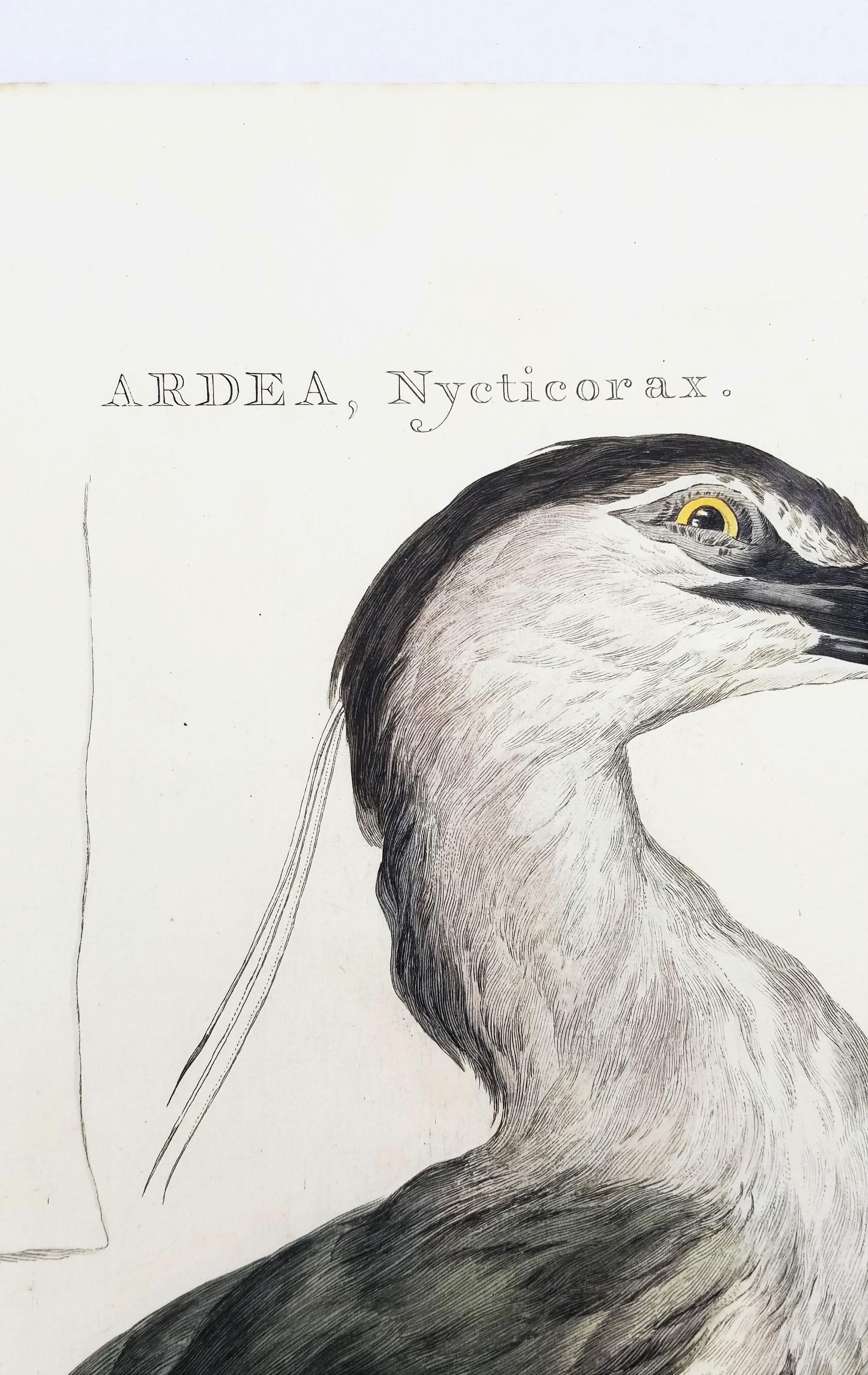Ardea, Nycticorax (Garza Real) /// Ornitología Holandesa Ave Animal en venta 2