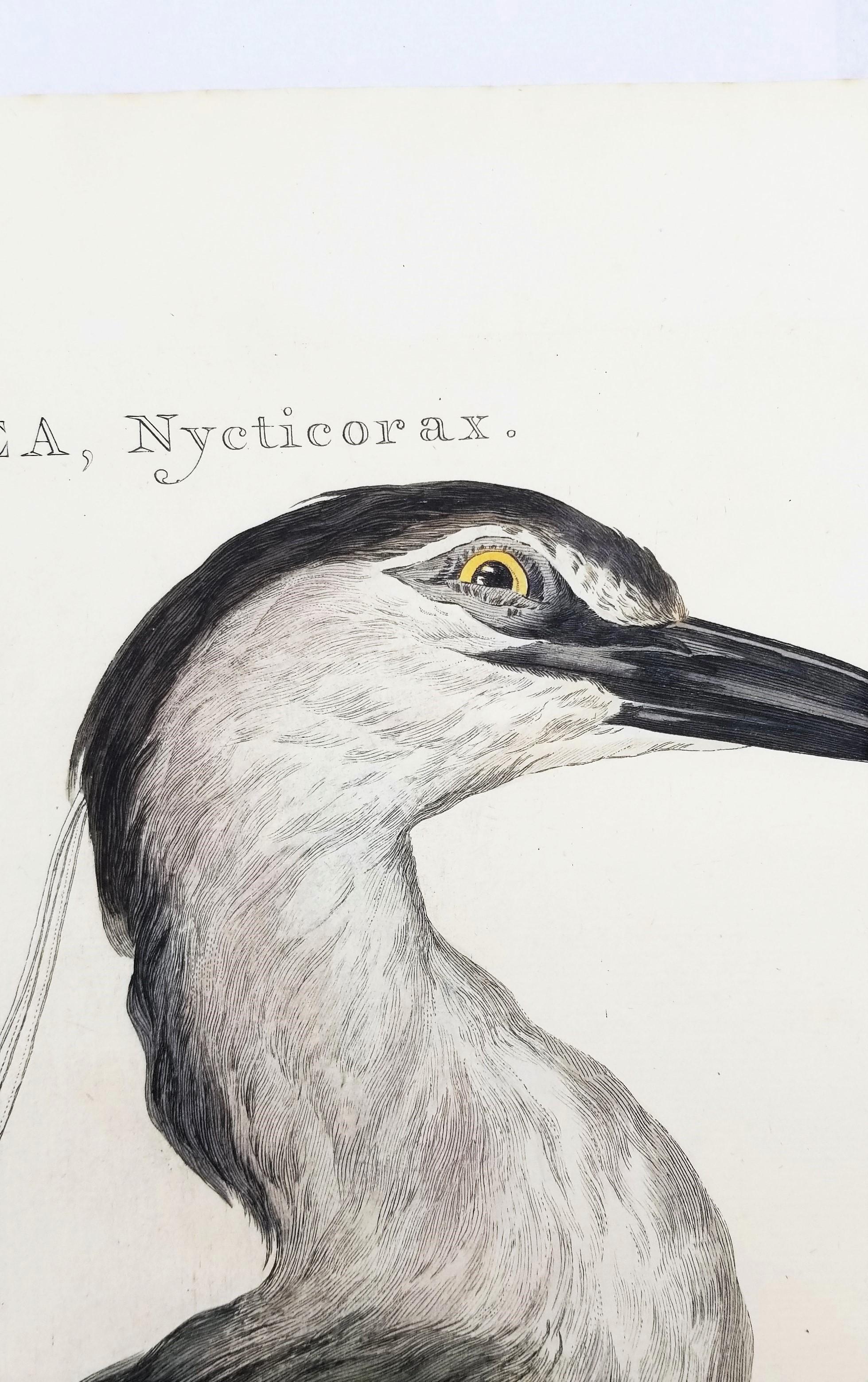 Ardea, Nycticorax (Garza Real) /// Ornitología Holandesa Ave Animal en venta 4