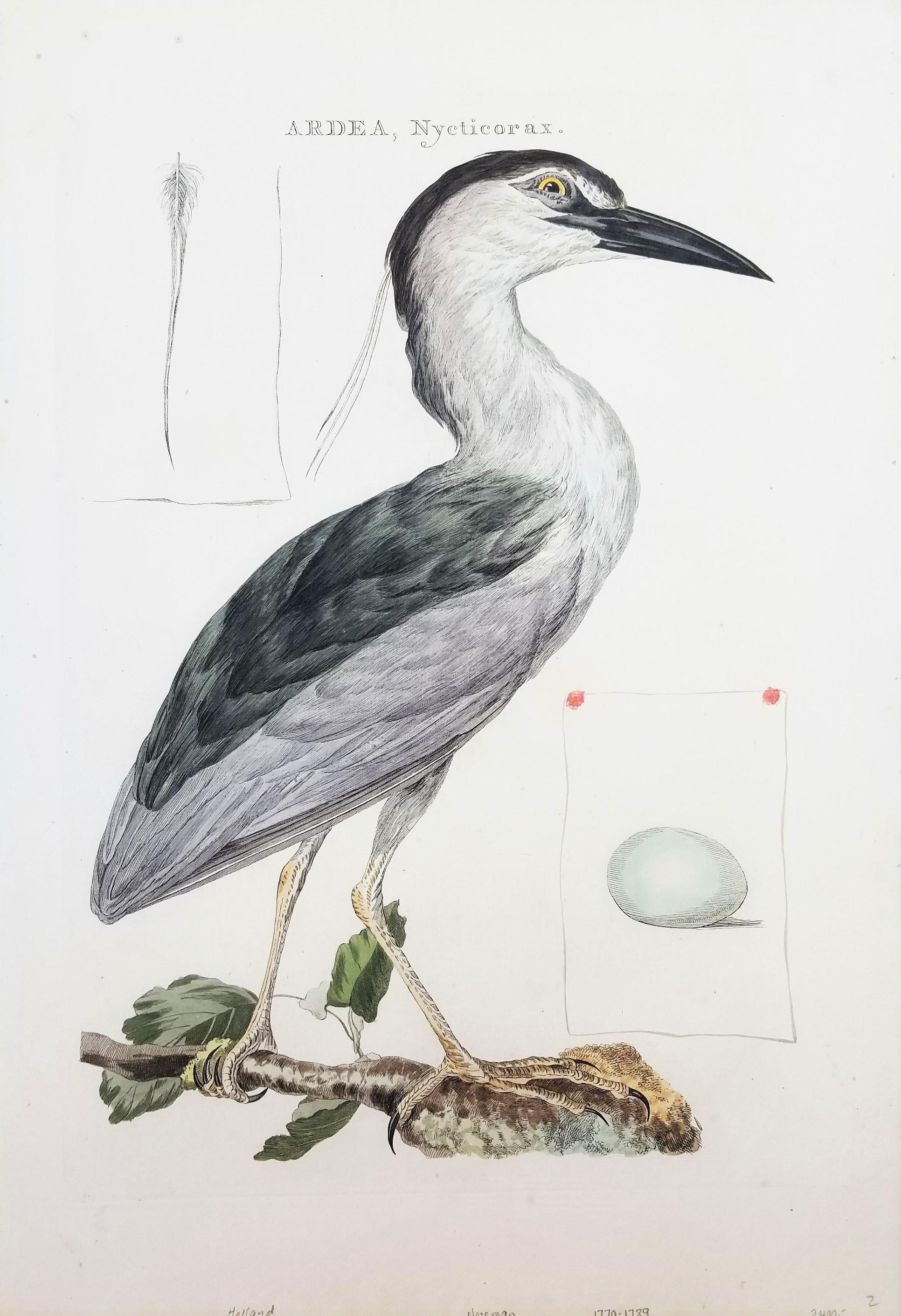 Ardea, Nycticorax (Garza Real) /// Ornitología Holandesa Ave Animal
