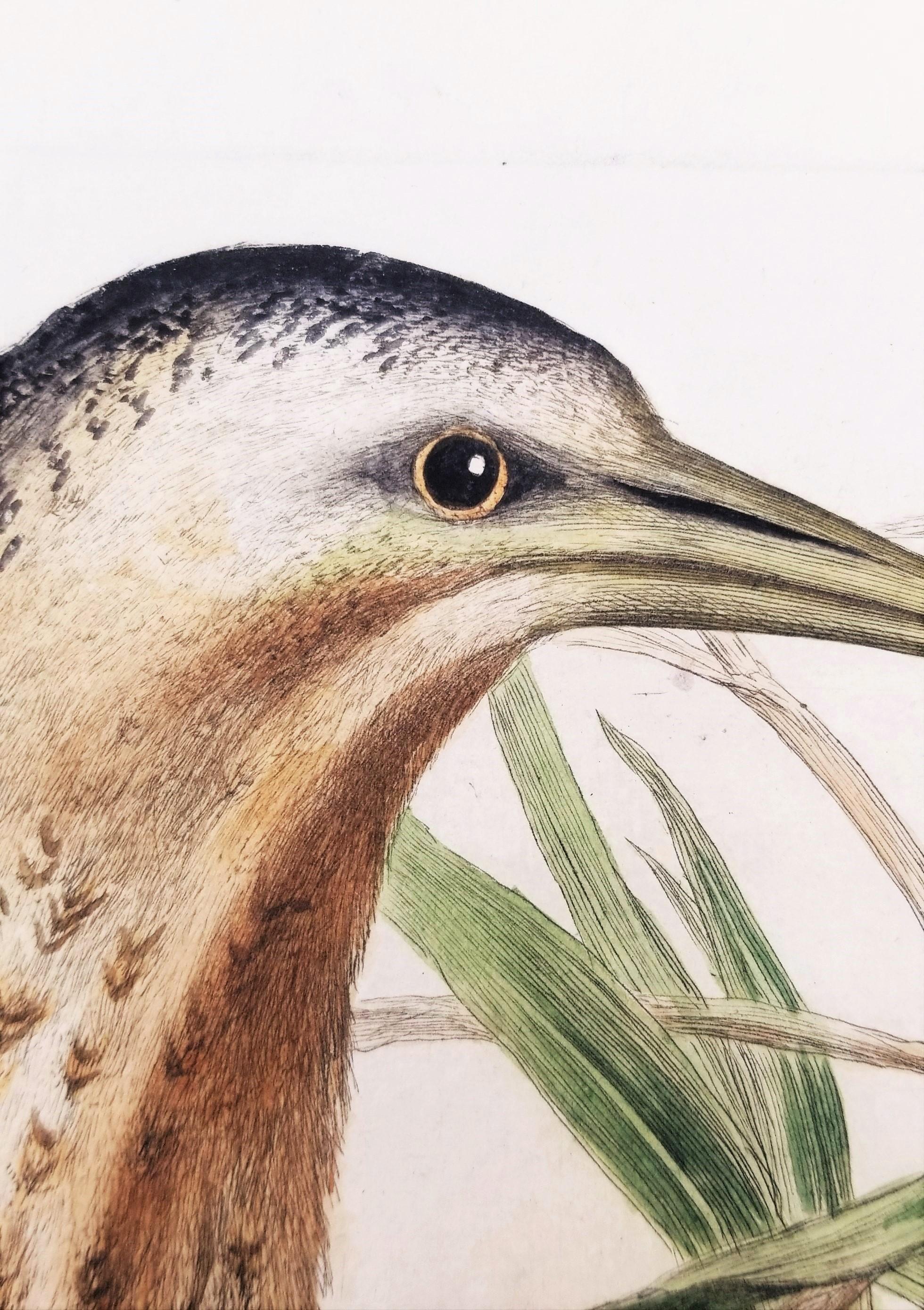 Ardea, Stellaris (Tarabuso eurasiatico) /// Incisione animale ornitologica olandese in vendita 5