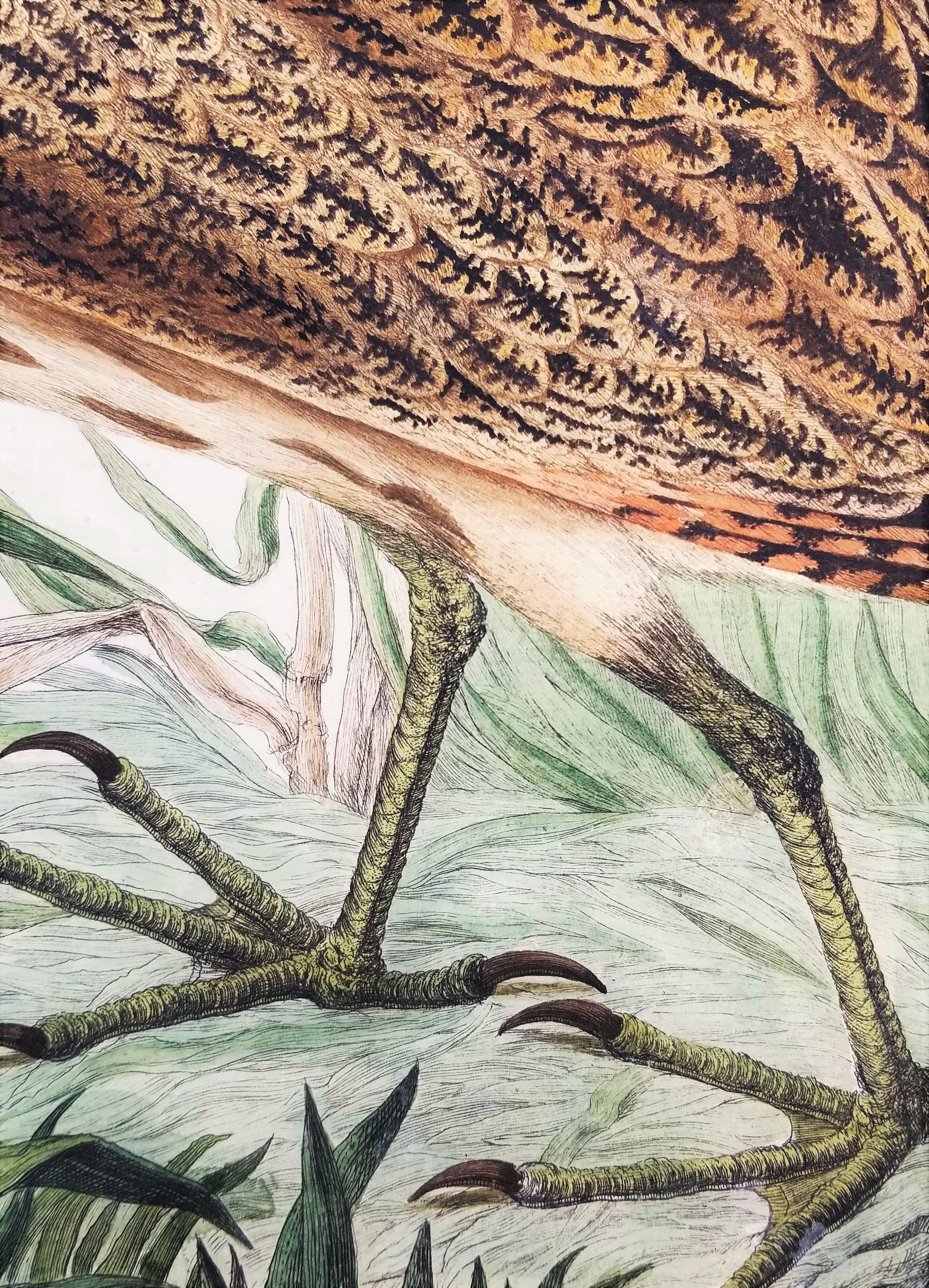 Ardea, Stellaris (Tarabuso eurasiatico) /// Incisione animale ornitologica olandese in vendita 6