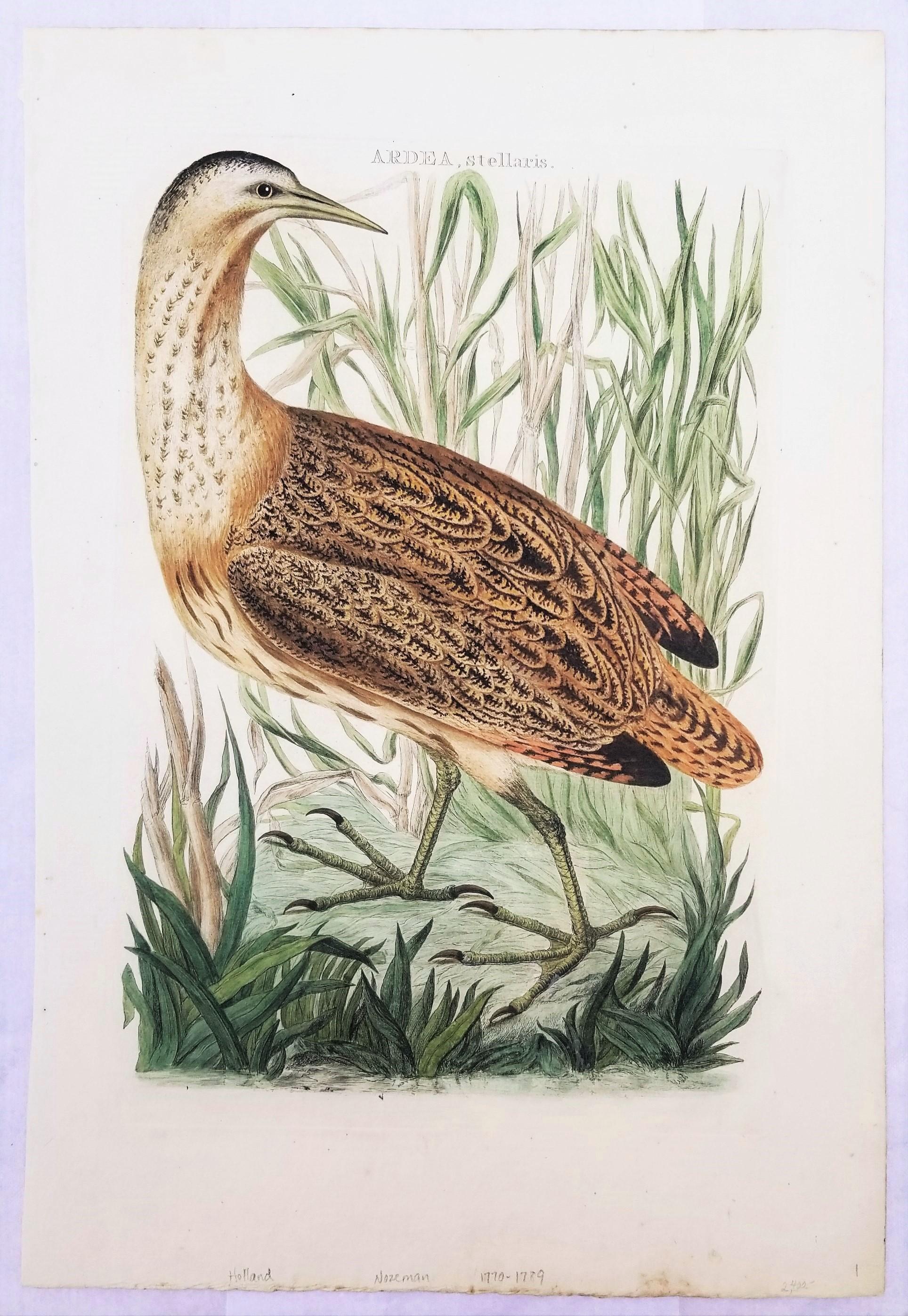 Ardea, Stellaris (Tarabuso eurasiatico) /// Incisione animale ornitologica olandese - Print di Cornelius NOZEMAN