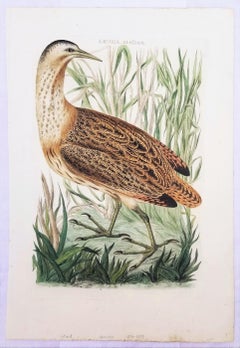 Ardea, Stellaris (Eurasian Bittern) /// Dutch Ornithology Bird Animal Engraving