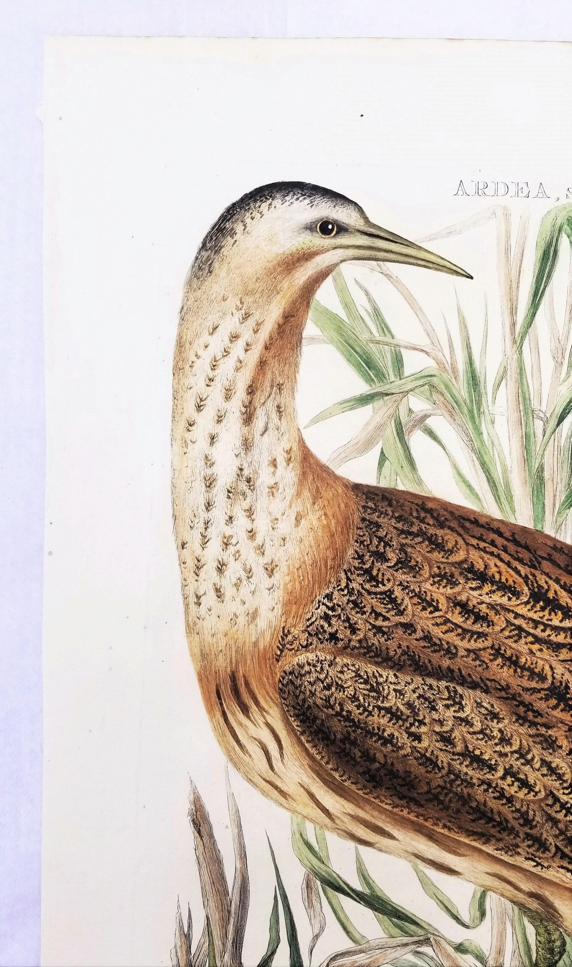 Ardea, Stellaris (Tarabuso eurasiatico) /// Incisione animale ornitologica olandese - Animal Print Beige di Cornelius NOZEMAN