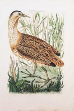 Ardea, Stellaris (Avetoro Euroasiático) /// Ornitología Holandesa Pájaro Animal Grabado
