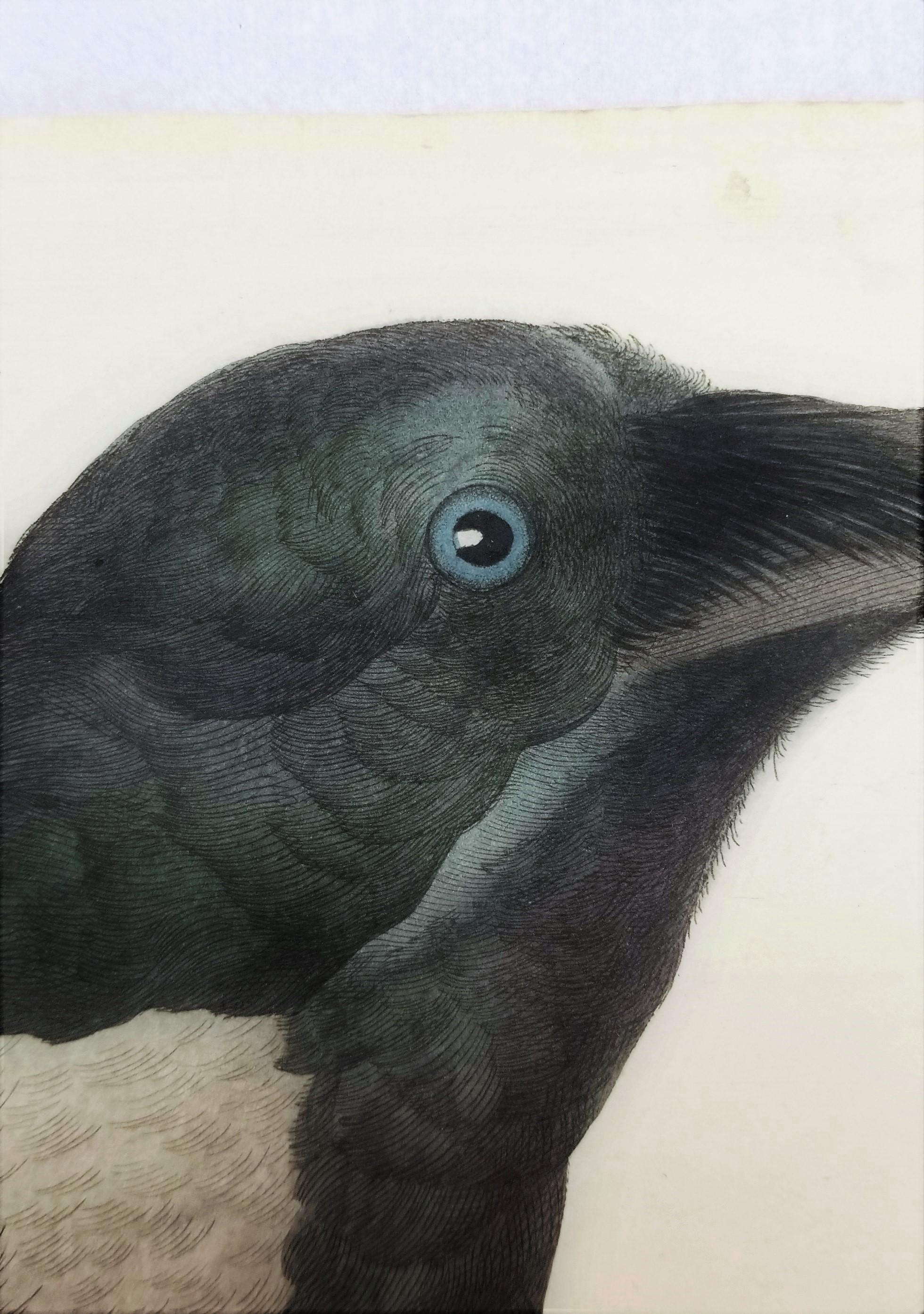 Corvus, Cornix (Hooded Crow) /// Dutch Ornithology Bird Animal Engraving Print For Sale 4